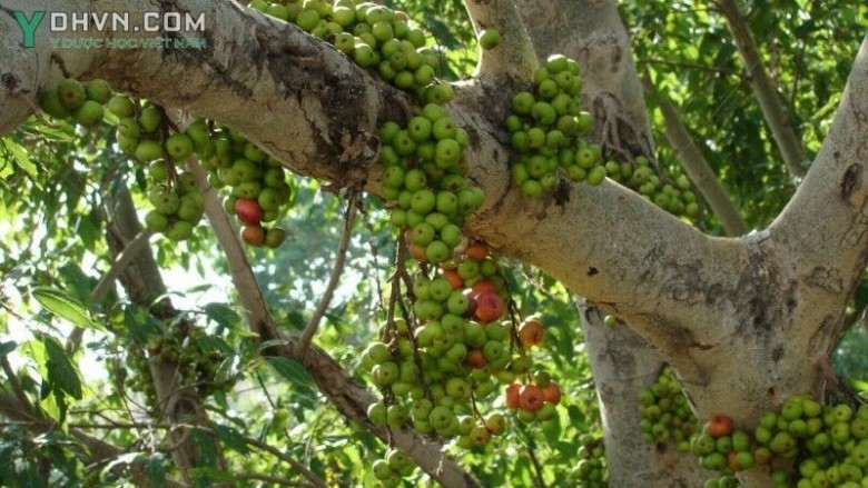 Cây Sung. Ficus racemosa L. - Cây Thuốc Nam Quanh Ta